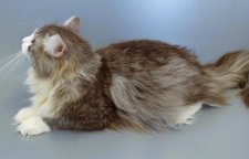 ノルウェージャンフォレストキャット【・男の子・2021年12月8日・ブルーマッカレルタビー&amp;ホワイト】