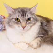 ノルウェージャンフォレストキャット【・女の子・2024年4月27日・シルバークラシックタビー&ホワイト】