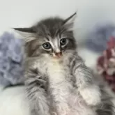 ノルウェージャンフォレストキャット【神奈川県・女の子・2024年1月15日・ブルーマッカレルタビー&ホワイト】の写真5