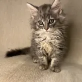 ノルウェージャンフォレストキャット【神奈川県・女の子・2023年7月9日・ブルーシルバーマッカレルタビー】の写真5「9/18」