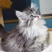 ノルウェージャンフォレストキャット【神奈川県・男の子・2025年9月29日・シルバーマッカレルタビー&ホワイト】の写真3「遊び部屋で自由に走ったり、幼い頃から良質な環境で育てています🌱✨」