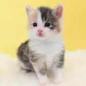 ノルウェージャンフォレストキャット【神奈川県・女の子・2024年11月2日・ブルーパッチドマッカレルタビー&ホワイト】の写真14