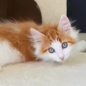 ノルウェージャンフォレストキャット【神奈川県・男の子・2025年12月12日・レッドマッカレルタビー&ホワイト】の写真4「よく食べよく遊び、好奇心一杯の表情豊かな子に成長しています😺🌟」