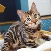 ベンガル【神奈川県・男の子・2025年8月8日・ブラウンスポテッドタビー(ロゼット)】の写真12