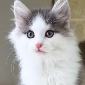 ノルウェージャンフォレストキャット【神奈川県・男の子・2025年12月12日・ブルーマッカレルタビー&ホワイト】の写真12