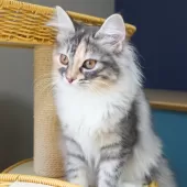 ノルウェージャンフォレストキャット【神奈川県・女の子・2025年5月21日・ブルーパッチドマッカレルタビー&ホワイト】の写真2「沢山の愛情を込めて、人とも猫とも仲良くなれる子猫を育てています🐾💕」