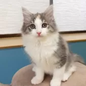 ノルウェージャンフォレストキャット【神奈川県・女の子・2025年6月6日・ブルーパッチドマッカレルタビー&ホワイト】の写真2「沢山の愛情を込めて、人とも猫とも仲良くなれる子猫を育てています🐾💕」