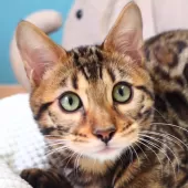 ベンガル【神奈川県・男の子・2025年8月8日・ブラウンスポテッドタビー(ロゼット)】の写真7