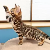 ベンガル【神奈川県・男の子・2025年8月8日・ブラウンスポテッドタビー(ロゼット)】の写真13