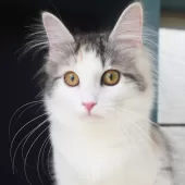 ノルウェージャンフォレストキャット【神奈川県・女の子・2025年5月12日・ブルーパッチドマッカレルタビー&ホワイト】の写真2「沢山の愛情を込めて、人とも猫とも仲良くなれる子猫を育てています🐾💕」