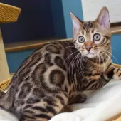 ベンガル【神奈川県・男の子・2025年8月8日・ブラウンスポテッドタビー(ロゼット)】の写真3「遊び部屋で自由に走ったり、幼い頃から良質な環境で育てています🌱✨」