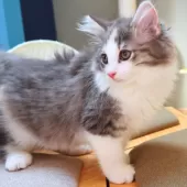 ノルウェージャンフォレストキャット【神奈川県・女の子・2025年6月6日・ブルーパッチドマッカレルタビー&ホワイト】の写真10