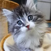 ノルウェージャンフォレストキャット【神奈川県・男の子・2025年9月29日・シルバーマッカレルタビー&ホワイト】の写真12