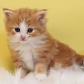 ノルウェージャンフォレストキャット【神奈川県・男の子・2025年12月17日・レッドクラシックタビー&ホワイト】の写真12