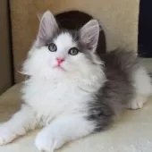 ノルウェージャンフォレストキャット【神奈川県・男の子・2025年12月12日・ブルーマッカレルタビー&ホワイト】の写真2「沢山の愛情を込めて、人とも猫とも仲良くなれる子猫を育てています🐾💕」