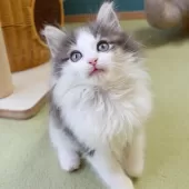 ノルウェージャンフォレストキャット【神奈川県・男の子・2025年1月21日・ブルーマッカレルタビー&ホワイト】の写真3「遊び部屋で自由に走ったり、幼い頃から良質な環境で育てています🌱✨」