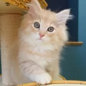 ノルウェージャンフォレストキャット【神奈川県・男の子・2025年5月21日・クリームマッカレルタビー&ホワイト】の写真14