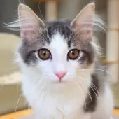 ノルウェージャンフォレストキャット【神奈川県・男の子・2025年7月6日・ブルーマッカレルタビー&ホワイト】の写真2「沢山の愛情を込めて、人とも猫とも仲良くなれる子猫を育てています🐾💕」