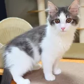 ノルウェージャンフォレストキャット【神奈川県・男の子・2025年7月6日・ブルーマッカレルタビー&ホワイト】の写真3「遊び部屋で自由に走ったり、幼い頃から良質な環境で育てています🌱✨」