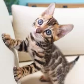 ベンガル【神奈川県・男の子・2025年8月8日・ブラウンスポテッドタビー(ロゼット)】の写真14