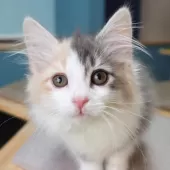 ノルウェージャンフォレストキャット【神奈川県・女の子・2024年11月2日・ブルーパッチドマッカレルタビー&ホワイト】の写真4「よく食べよく遊び、好奇心一杯の表情豊かな子に成長しています😺🌟」