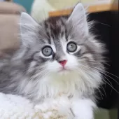 ノルウェージャンフォレストキャット【神奈川県・男の子・2025年9月29日・シルバーマッカレルタビー&ホワイト】の写真6