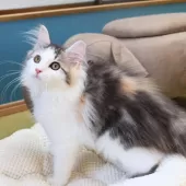 ノルウェージャンフォレストキャット【神奈川県・女の子・2025年5月12日・ブルーパッチドマッカレルタビー&ホワイト】の写真11