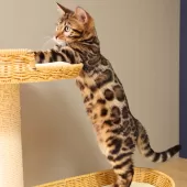 ベンガル【神奈川県・男の子・2025年8月8日・ブラウンスポテッドタビー(ロゼット)】の写真9