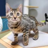 ベンガル【神奈川県・男の子・2025年8月8日・ブラウンスポテッドタビー(ロゼット)】の写真10