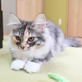 ノルウェージャンフォレストキャット【神奈川県・女の子・2025年5月21日・ブルーパッチドマッカレルタビー&ホワイト】の写真5「猫や人との触れ合いから順応性や社交性が育まれ、飼いやすいです🏡💖」