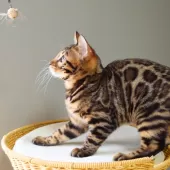 ベンガル【神奈川県・男の子・2025年8月8日・ブラウンスポテッドタビー(ロゼット)】の写真10