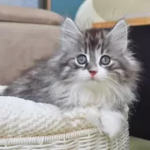 ノルウェージャンフォレストキャット【神奈川県・男の子・2025年9月29日・シルバーマッカレルタビー&ホワイト】の写真7