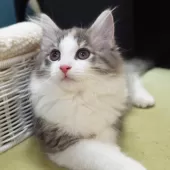 ノルウェージャンフォレストキャット【神奈川県・女の子・2025年6月6日・ブルーパッチドマッカレルタビー&ホワイト】の写真5「猫や人との触れ合いから順応性や社交性が育まれ、飼いやすいです🏡💖」