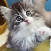 ノルウェージャンフォレストキャット【神奈川県・男の子・2025年9月29日・シルバーマッカレルタビー&ホワイト】の写真8