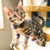 ベンガル【神奈川県・男の子・2025年8月8日・ブラウンスポテッドタビー(ロゼット)】の写真13