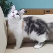 ノルウェージャンフォレストキャット【神奈川県・女の子・2025年5月12日・ブルーパッチドマッカレルタビー&ホワイト】の写真6