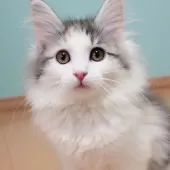 ノルウェージャンフォレストキャット【神奈川県・女の子・2025年5月12日・ブルーパッチドマッカレルタビー&ホワイト】の写真12