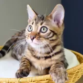 ベンガル【神奈川県・男の子・2025年8月8日・ブラウンスポテッドタビー(ロゼット)】の写真6