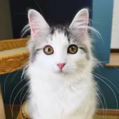 ノルウェージャンフォレストキャット【神奈川県・女の子・2025年5月12日・ブルーパッチドマッカレルタビー&ホワイト】の写真10