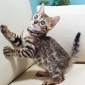 ベンガル【神奈川県・男の子・2025年8月8日・ブラウンスポテッドタビー(ロゼット)】の写真15