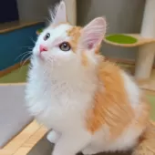 ノルウェージャンフォレストキャット【神奈川県・男の子・2024年9月25日・レッドクラシックタビー&ホワイト】の写真10