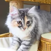 ノルウェージャンフォレストキャット【神奈川県・女の子・2025年5月21日・ブルーパッチドマッカレルタビー&ホワイト】の写真9