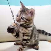 ベンガル【神奈川県・男の子・2025年8月8日・ブラウンスポテッドタビー(ロゼット)】の写真12