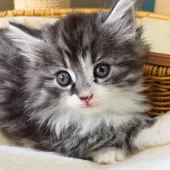 ノルウェージャンフォレストキャット【神奈川県・男の子・2025年9月29日・シルバーマッカレルタビー&ホワイト】の写真14