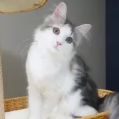 ノルウェージャンフォレストキャット【神奈川県・女の子・2025年5月12日・ブルーパッチドマッカレルタビー&ホワイト】の写真9