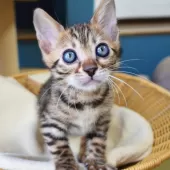 ベンガル【神奈川県・男の子・2025年8月8日・ブラウンスポテッドタビー(ロゼット)】の写真14