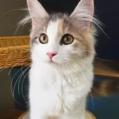 ノルウェージャンフォレストキャット【神奈川県・女の子・2025年5月12日・ブルートービー&ホワイト】の写真12