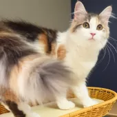 ノルウェージャンフォレストキャット【神奈川県・女の子・2025年5月12日・ブルートービー&ホワイト】の写真8
