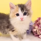 ノルウェージャンフォレストキャット【神奈川県・女の子・2024年11月2日・ブルーパッチドマッカレルタビー&ホワイト】の写真12