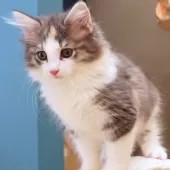 ノルウェージャンフォレストキャット【神奈川県・女の子・2025年6月6日・ブルーパッチドマッカレルタビー&ホワイト】の写真9